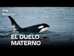 Una ORCA se DESPLAZA con su CRÍA FALLECIDA como ya lo HIZO con otro BALLENATO en 2018 | RTVE