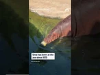 Hippo celebrates 51st birthday at San Antonio Zoo