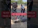 This 9-foot gator named Elvis was captured outside a preschool in Florida #shorts #news #us