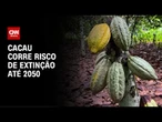 COP03: Cacau corre risco de desaparecer até 2050 | CNN PRIME TIME