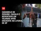 Caramelo de Peruíbe: Cavalo é resgatado em telhado após enchente no litoral de SP | AGORA CNN