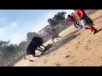 Video shows bull rider tossed and trampled at Bronx rodeo
