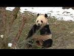 LIVE: Chinese pandas make their public debut at Smithsonian's National Zoo in Washington D.C.