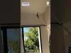 Couple uses flower to lure trapped hummingbird out of condo