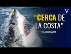 Tiburones en España: ¿Qué buscan en nuestras costas y por qué están en peligro?