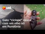 Gato ‘ciclope’ nasce com um olho só em Rondônia: 'Falaram que era montagem'; veja vídeo