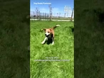 Rome Airport opens luxury dog hotel