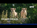Les premiers pas de deux jeunes lionceaux dans le parc zoologique de Paris