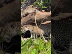 Mãe onça surge com dois filhotes e encanta no Pantanal