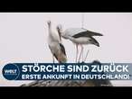 STÖRCHE KEHREN ZURÜCK: Erste Tiere landen in Rheinland-Pfalz – mehr auf dem Weg!