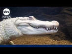 Rare albino alligator gets fan mail, honors for big birthday