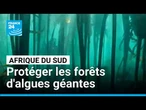 Afrique du Sud : les plus grandes forêts d'algues géantes au monde en danger • FRANCE 24