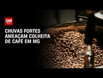 Umidade e chuvas ameaçam qualidade do café em Minas Gerais | CNN AGRO NEWS
