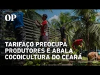 Produtores de coco do Ceará enfrentam crise após tarifa de 50% imposta pelos EUA