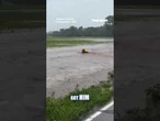 WATCH: A fire captain jumped into rushing floodwaters to save a baby deer