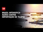 Brasil intensifica ações contra importação de tilápia | CNN AGRO NEWS