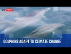 What do dolphins get up to beneath the waves?
