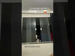 Gato obedece pedido da tutora e fecha a janela sozinho