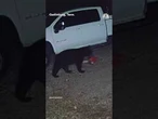 Black bear caught walking off with man's new chainsaw