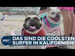 KALIFORNIEN: Surfen Hunde besser als Menschen? Der verrückte Wettbewerb in Kalifornien