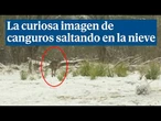 Canguros saltando en la nieve, la curiosa imagen que deja un fuerte temporal en Australia