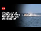 Baleia de seis metros morre após colidir com barco em Nova Jersey, nos EUA | CNN BRASIL