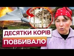 "Воно як бахнуло" | ДРОН вдарив по фермі НА СУМЩИНІ! Поранено ДОЯРКУ та десятки КОРІВ