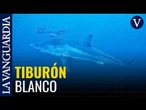 Graban por primera vez un tiburón blanco en el Mediterráneo