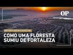 Entenda como uma rara floresta de Mata Atlântica desapareceu de Fortaleza | Reportagem Especial OP