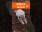 Niedźwiedzie polarne przejmują opuszczoną stację badawczą w rosyjskiej Arktyce | SHORTS