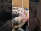 In Kiew wurde Ende Mai ein Schweine-Café eröffnet. #Ukraine #tagesschau