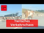 Plötzlich galoppiert Kuhherde über die A8 – und legt Verkehr kurzzeitig lahm