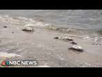 Dead birds found on New York beach believed to have died from avian flu