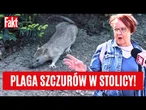 SZOK! Plaga szczurów w centrum Warszawy... Mieszkańcy są oburzeni: są ich tabuny! | FAKT