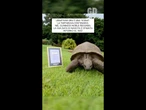 Il Guinness World Records per una tartaruga con quasi 200 anni