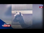 Germania, fiocco rosa alla fattoria degli alpaca di Kleve