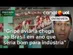 Gripe aviária: Preço do frango pode cair de forma temporária e marginal no Brasil, diz professor