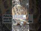 Police hunt for suspects after two rare tortoises stolen from Indianapolis Zoo