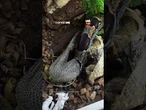 Veterinário registra muda de pele de serpente e detalhe chama atenção