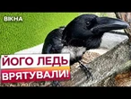ВІН БЛАГАЄ ПРО ЇЖУ людською мовою! Виснаженого та зневодненого ПТАХА ВРЯТУВАЛИ з Краматорська
