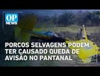 Porcos selvagens podem ter causado queda de avião no Pantanal | O POVO News