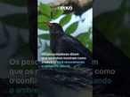 Pássaros fazem ninhos com cabos de drones de guerra