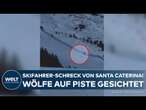 LOMBARDEI: Der Skifahrer-Schreck von Santa Caterina! Wölfe in Italien auf der Piste gesichtet