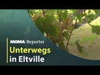 Wein und Rosen für den MOMA-Reporter I ARD Morgenmagazin