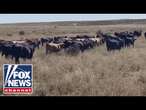 US farmers warn 'sustainability' and inflation are shrinking beef supply