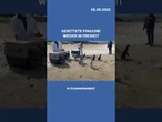 An der chilenischen Küste sind gerettete Magellan-Pinguine wieder in die Freiheit entlassen worden.