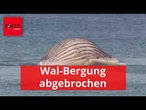Wal-Bergung abgebrochen - weiteres Vorgehen bleibt offen