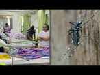 Surto de dengue já deixou dezenas de mortos no Sri Lanka | AFP