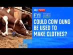 FYI: Could cow dung be used to make clothes?