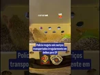 Polícia resgata seis ouriços transportados irregularmente em ônibus para SP